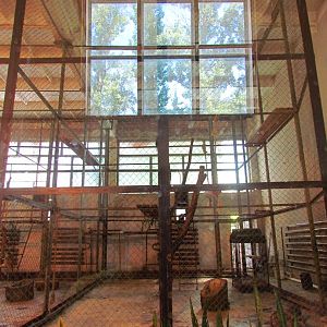Mantled guereza indoor exhibit