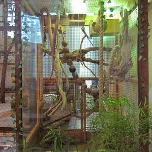 Common marmoset exhibit