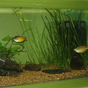 Riga Zoo - Aquarium - Rainbowfish tank