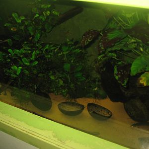 Riga Zoo - Aquarium - African tank