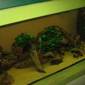 Riga Zoo - Aquarium - Cichlid tank