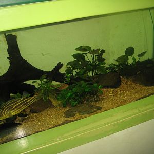 Riga Zoo - Aquarium - Pufferfish tank