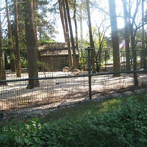Riga Zoo - Rhea exhibit