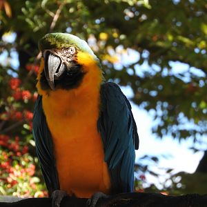 Blue and Yellow Macaw