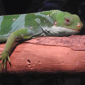 Fijian Banded Iguana