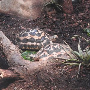 Spider Tortoises
