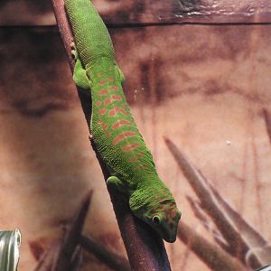 Madagascar Giant Day Gecko