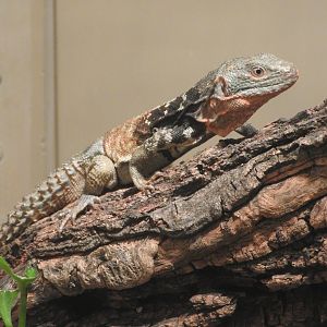 Madagascan Collared Lizard