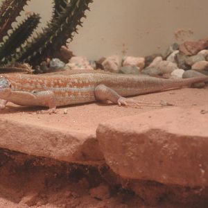Madagascar Rainbow Sand Lizard
