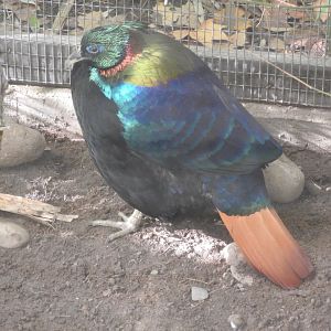 Himalayan Monal