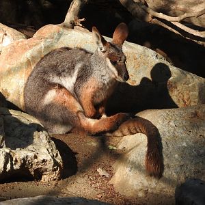 Yellow-footed Rock Wallaby