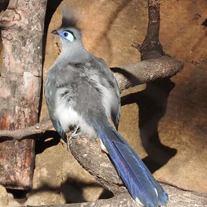 Crested Coua