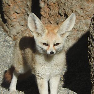 Fennec Fox
