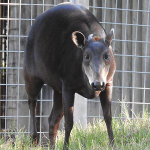 Yellow-backed Duiker