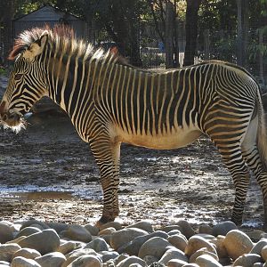 Grevy's Zebra