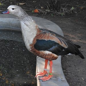 Orinoco Goose