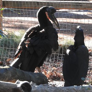 Abyssinian Ground Hornbills