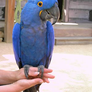 Hyacinth Macaw
