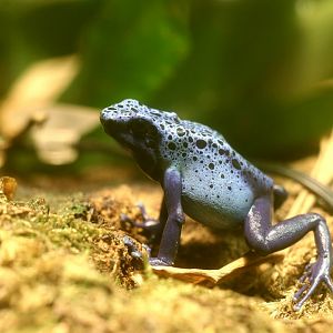 Dendrobates Azureus