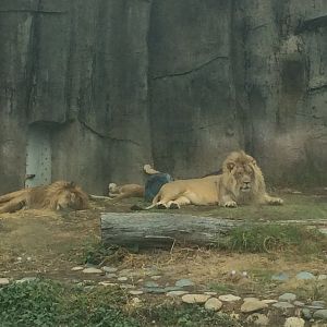 Jahari Sukari and Jasiri