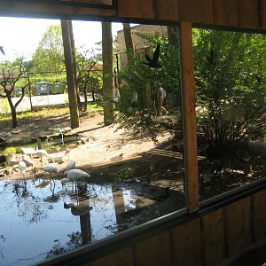 Riga Zoo - Wading bird aviary