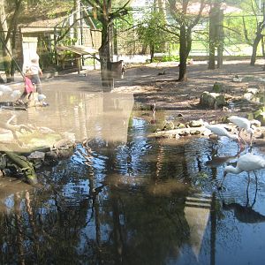 Riga Zoo - Wading bird aviary