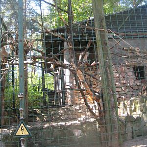 Riga Zoo - Patas monkey exhibit