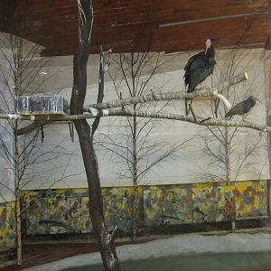 Riga Zoo - Flamingo house - Wading bird indoor exhibit