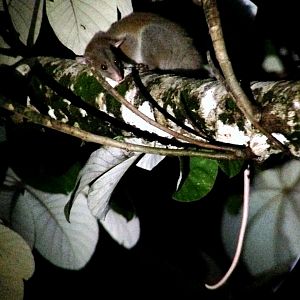 (Caluromys derbianus) Derby’s woolly opossum 2014