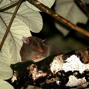 (Caluromys derbianus) Derby’s woolly opossum 2014