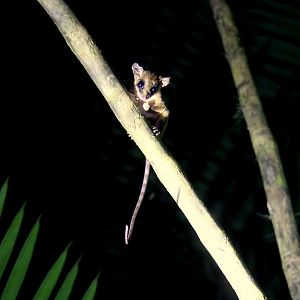 (Marmosa mexicana) Mexican mouse opossum 2014