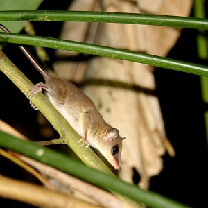 (Marmosa mexicana) Mexican mouse opossum 2014