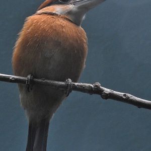 Micronesian Kingfisher