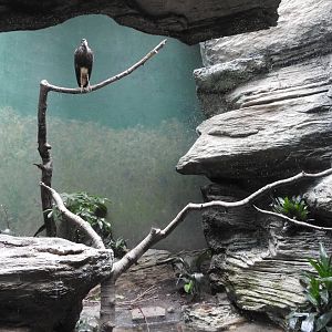 Storm's Stork Enclosure