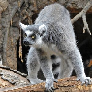 Ring Tailed Lemur