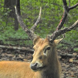 Pere David Deer