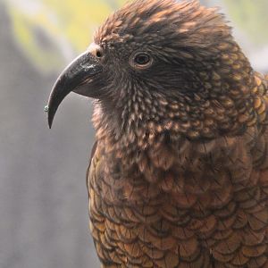 Kea