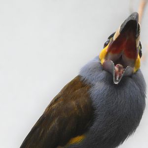 Plate Billed Mountain Toucan