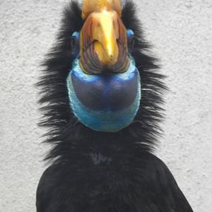 Female Knobbed Hornbill