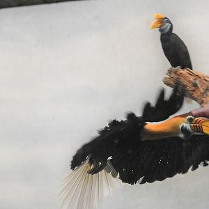Knobbed Hornbill