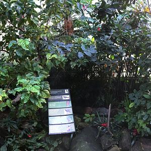 Americas Pavilion Aviary View 2