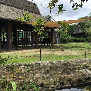 Asian Elephant Exhibit