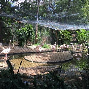 Greater Flamingo Exhibit