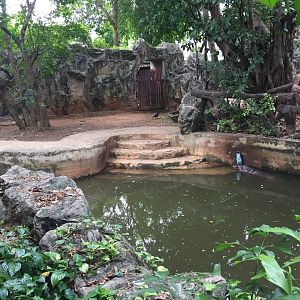Pygmy Hippopotamus Exhibit