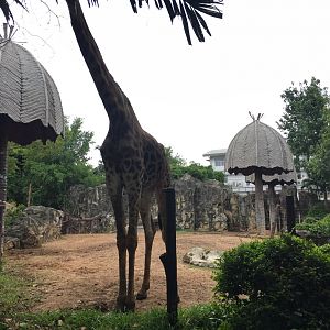 Giraffe & Exhibit