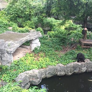 Asiatic Black Bear Exhibit