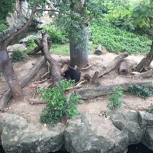 Sun Bear Exhibit