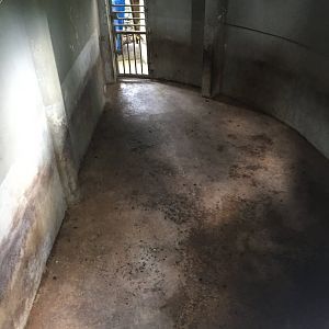 Hippopotamus Indoor Quarters