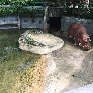 Hippopotamus & Outdoor Exhibit 1