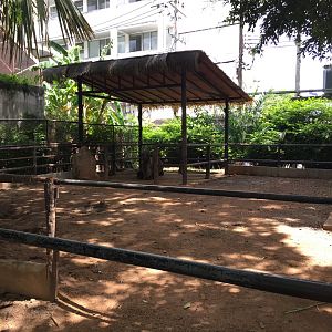 Bactrian Camel Exhibit
